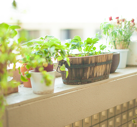 植栽部の特徴